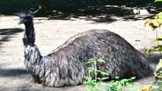 Emu_1.jpg